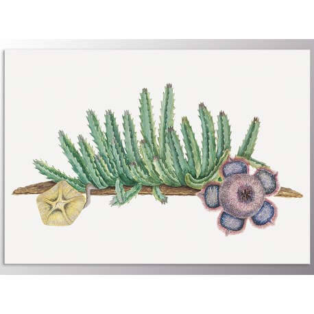 Постер "Cactus Art"
