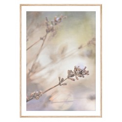 Постер в рамке "Lavender"