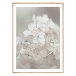 Постер в рамці "Hydrangea"