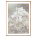 Постер в рамке "Hydrangea"