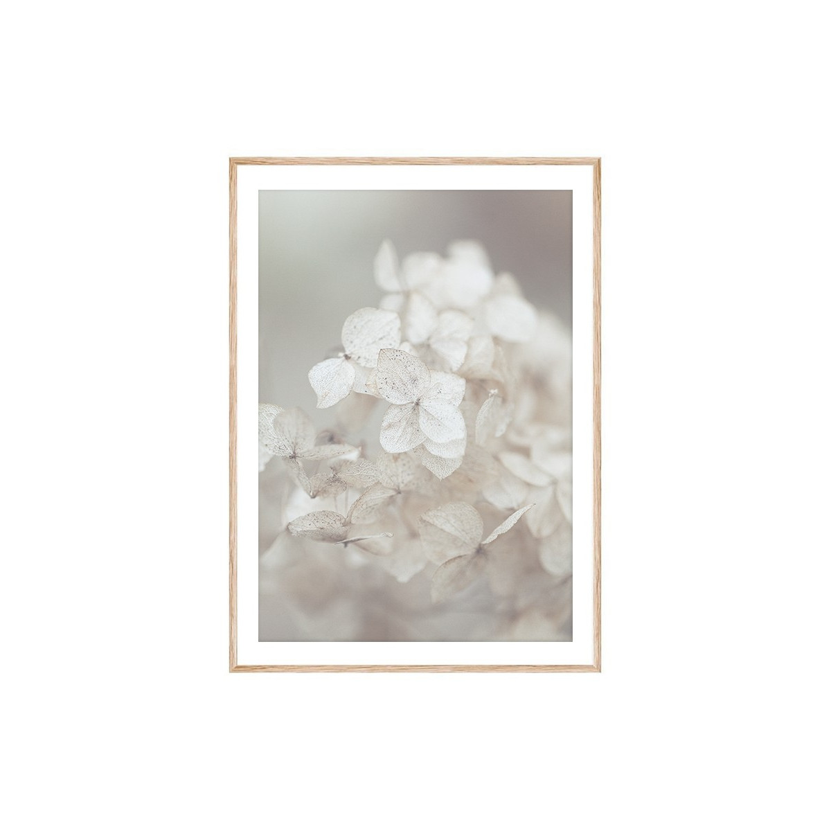 Постер в рамке "Hydrangea"