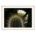Постер в рамке "Cactus"