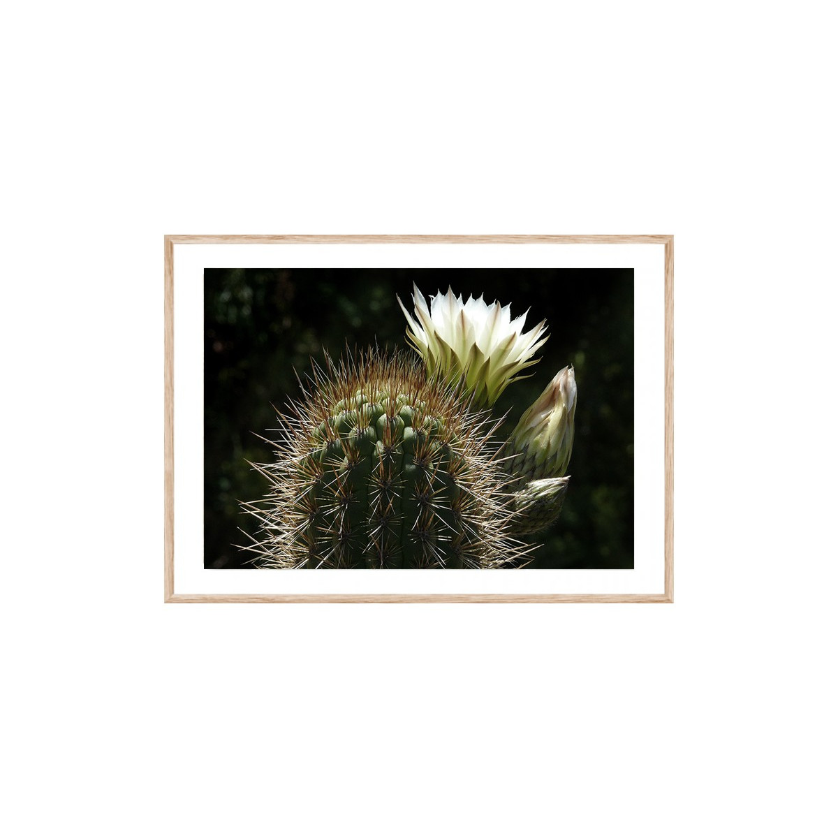 Постер в рамке "Cactus"