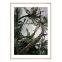 Постер в рамке "Palm"