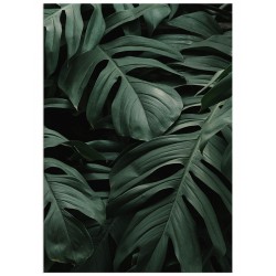 Комплект постерів "Tropical"