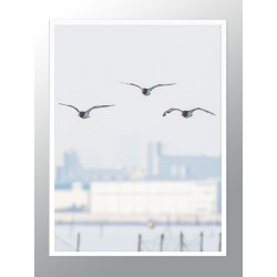 Постер "Seagulls"