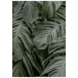 Постер "Tropical"