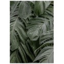 Постер "Tropical"
