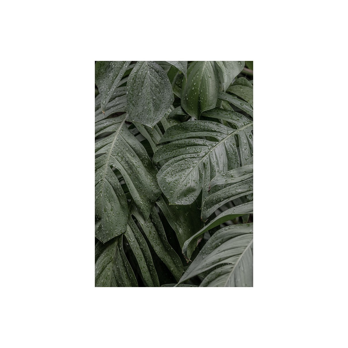 Постер "Tropical"
