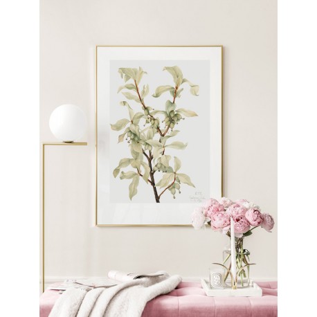 Постер "Botany. Mary Vaux Walcott"