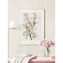 Постер "Botany. Mary Vaux Walcott"