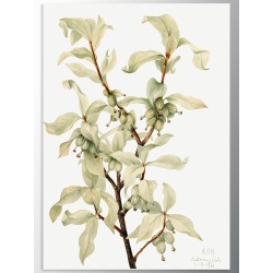 Постер "Botany. Mary Vaux Walcott"