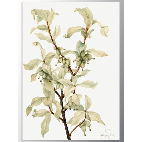 Постер "Botany. Mary Vaux Walcott"