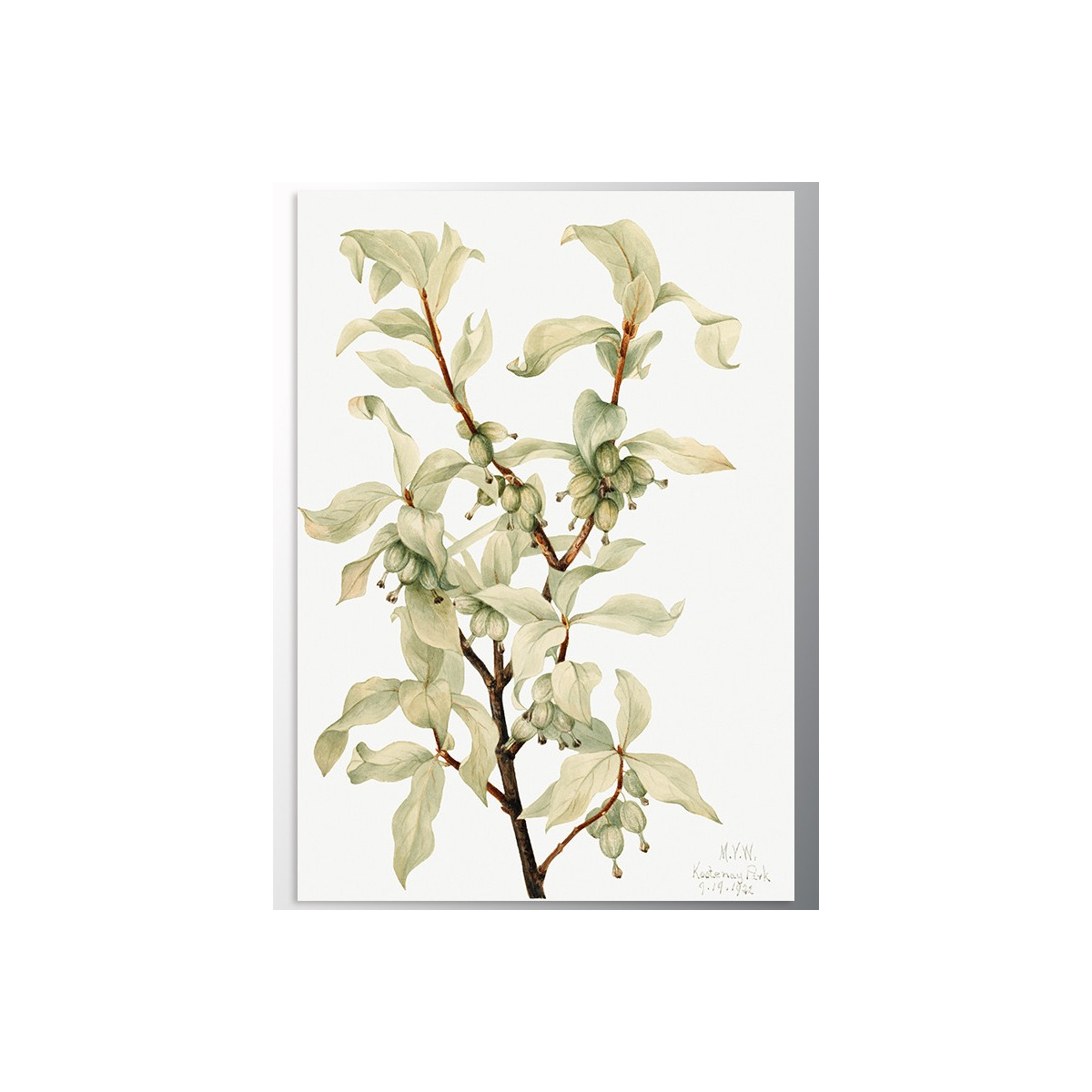 Постер "Botany. Mary Vaux Walcott"