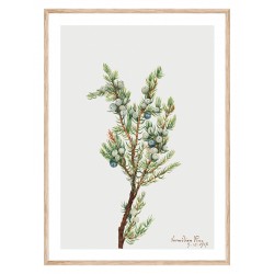 Постер "Vintage Botanical"
