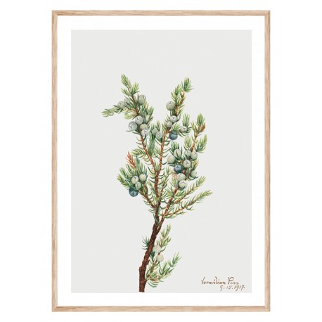 Постер "Vintage Botanical"