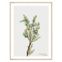 Постер "Vintage Botanical"