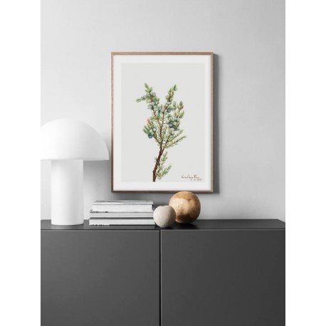 Постер "Vintage Botanical"