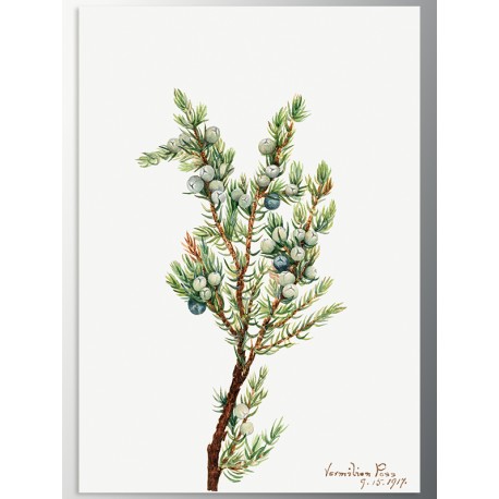Постер "Vintage Botanical"