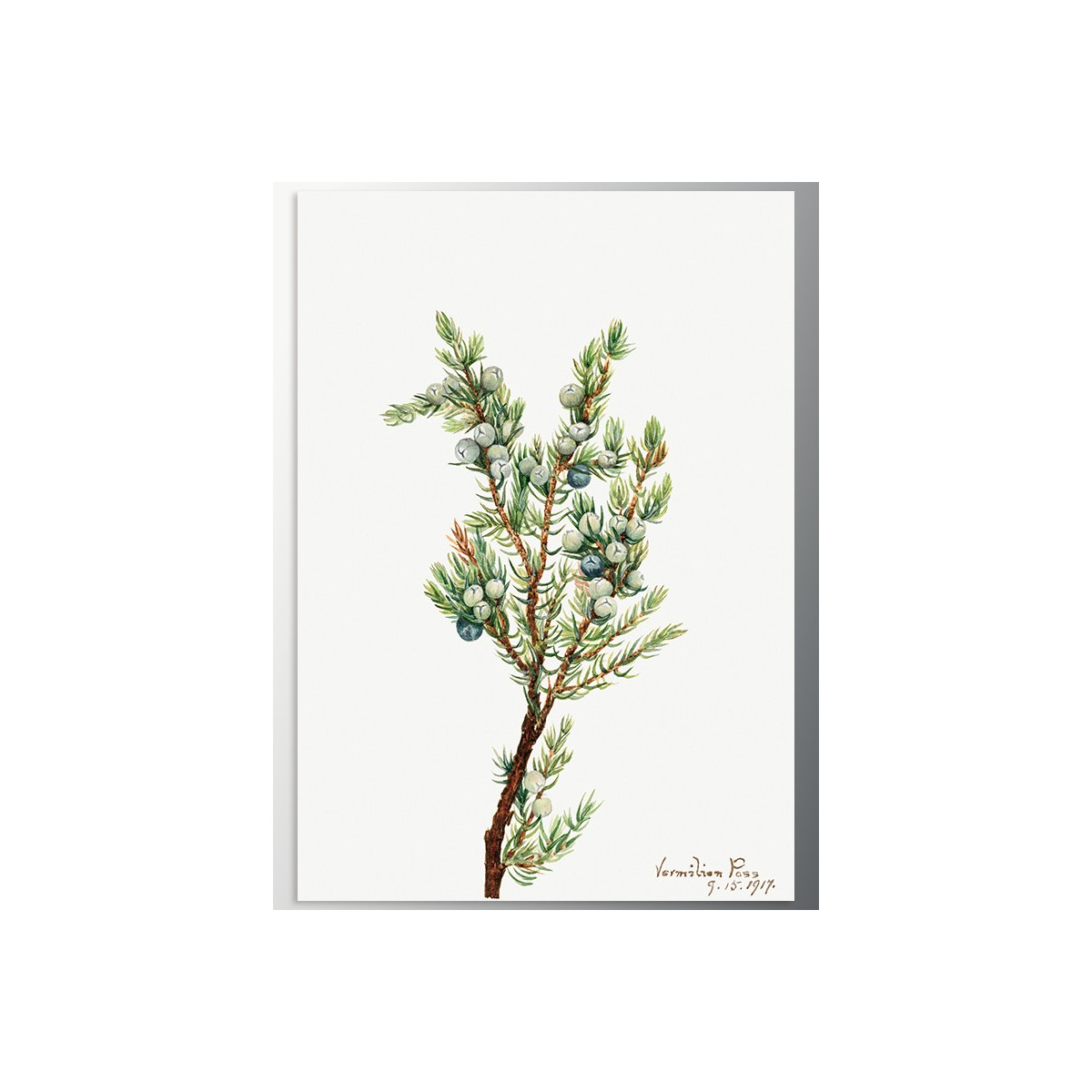 Постер "Vintage Botanical"