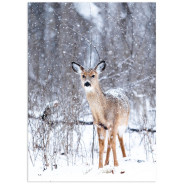 Постер "Fawn"
