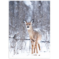 Постер "Fawn"