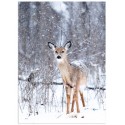 Постер "Fawn"