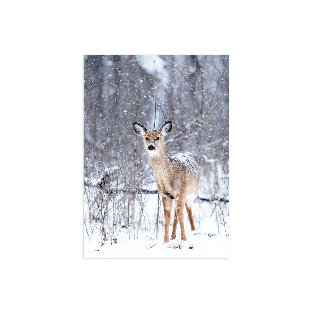 Постер "Fawn"