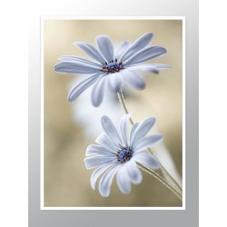 Постер "Delicate"