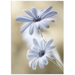 Постер "Delicate"