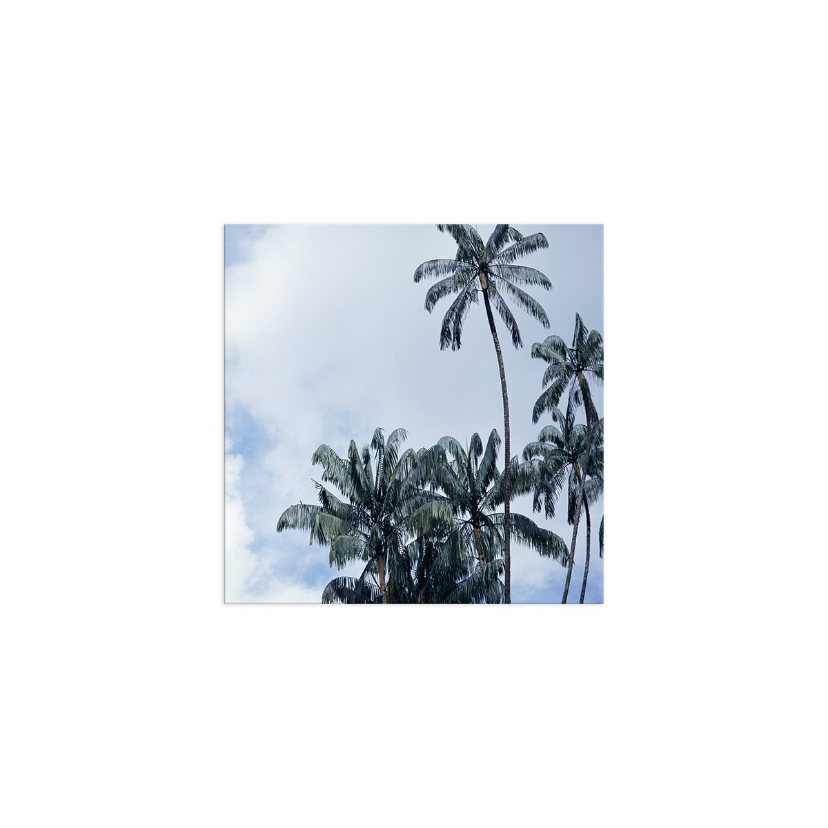 Постер "Palms"