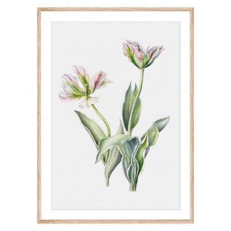 Постер "Tulips"
