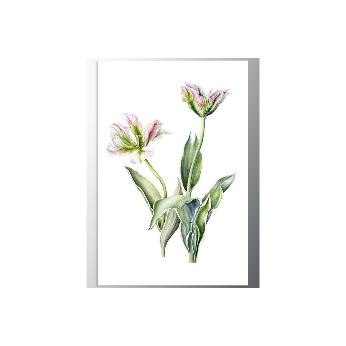 Постер "Tulips"