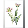 Постер "Tulips"