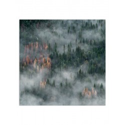Постер "Forest"