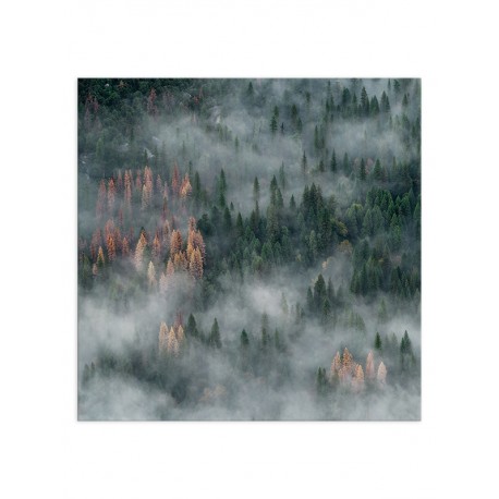 Постер "Forest"