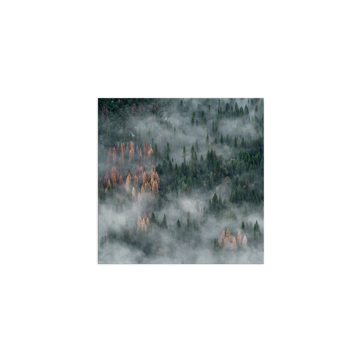 Постер "Forest"