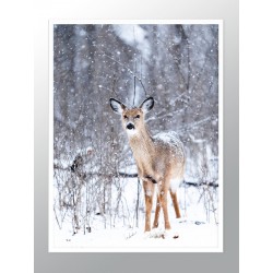 Постер в рамці "Оленя"