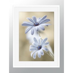 Постер в рамке "Delicate"