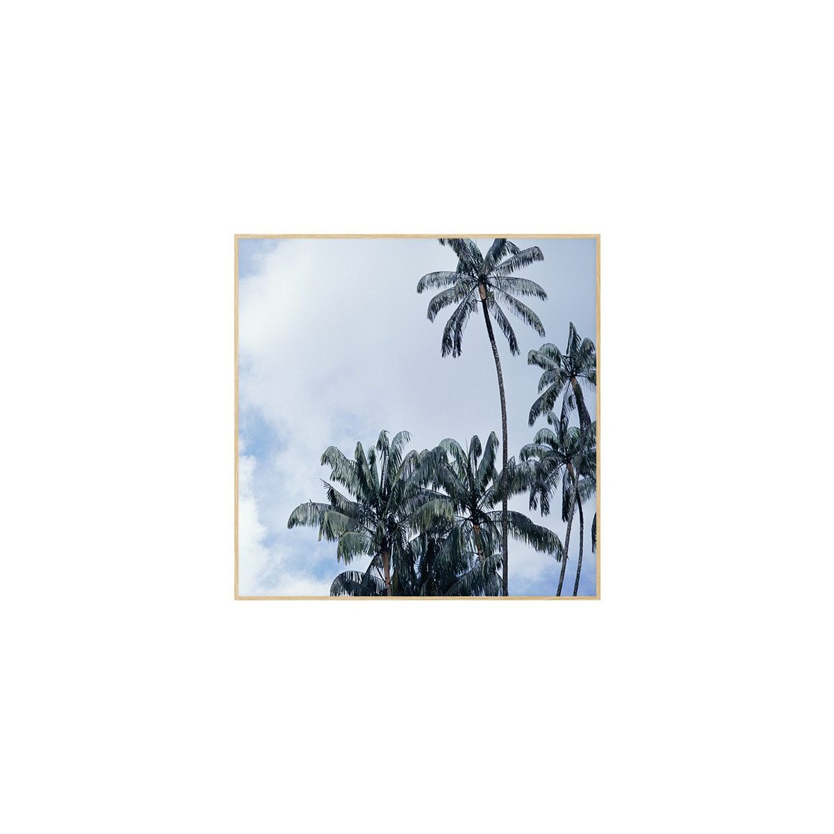Постер в рамке "Palms"