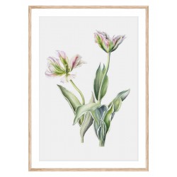 Постер в рамке "Tulips"