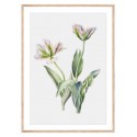 Постер в рамці "Tulips"