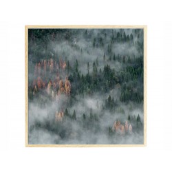 Постер в рамке "Forest"