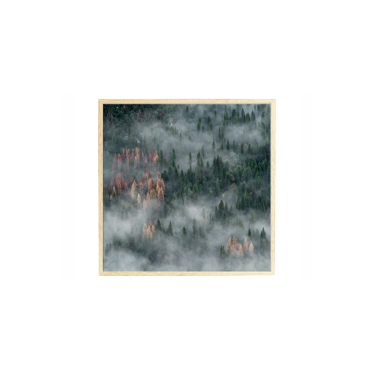 Постер в рамке "Forest"
