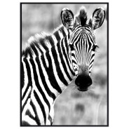Постер "Zebra"