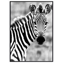 Постер "Zebra"
