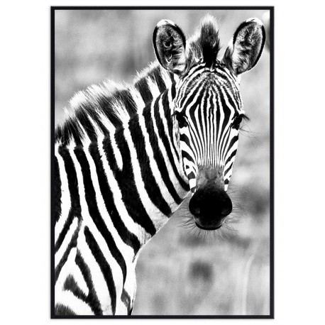 Постер "Zebra"