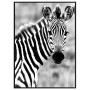 Постер "Zebra"