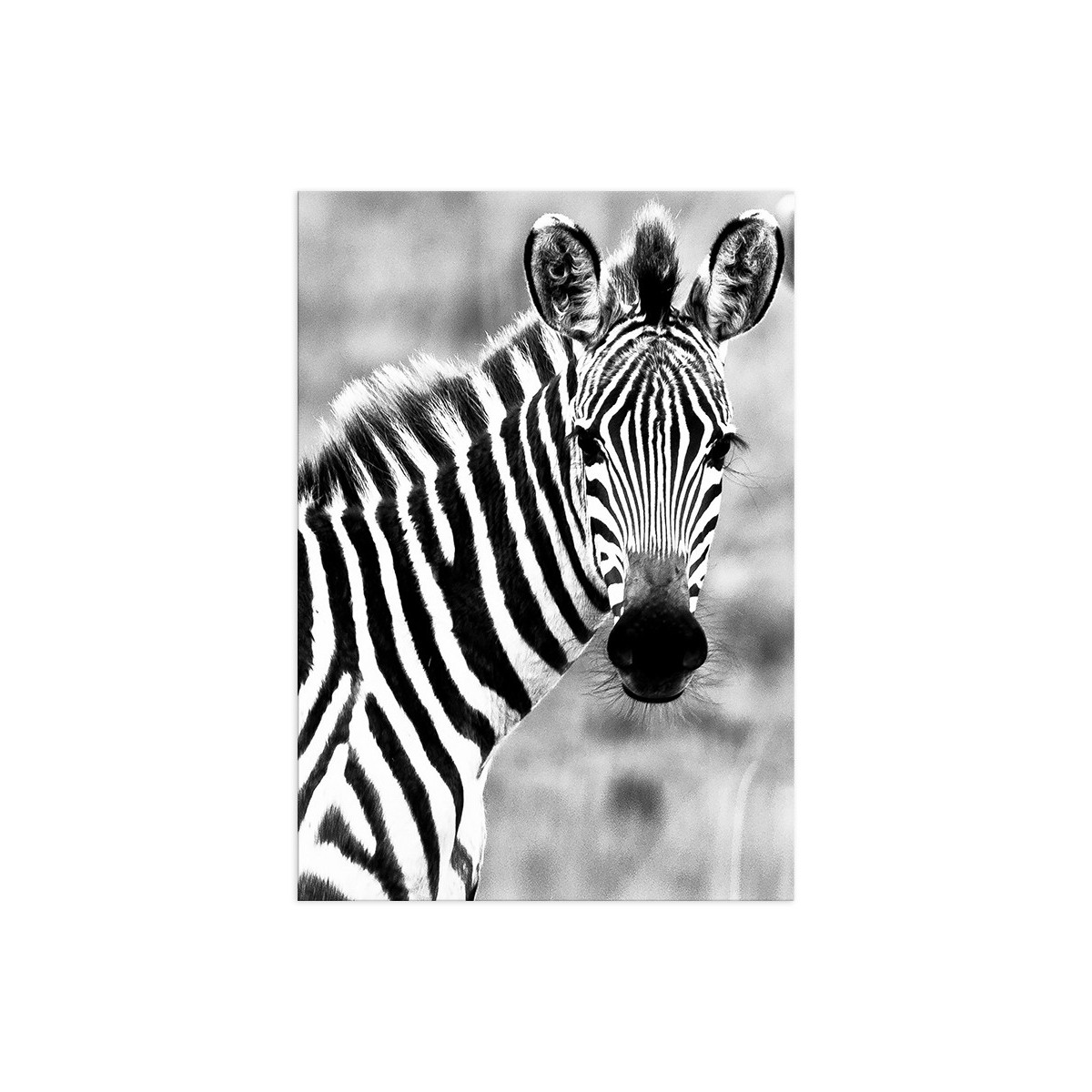 Постер "Zebra"