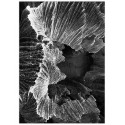 Постер "Metamorphosis"
